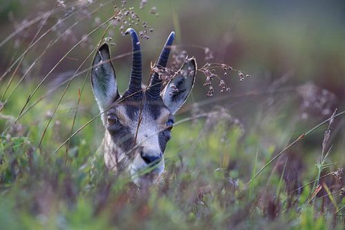 Gemzen (Rupicapra rupicapra) Vogezen, Frankrijk