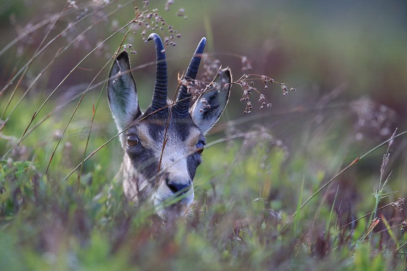 Gemzen (Rupicapra rupicapra) Vogezen, Frankrijk van Frank Fichtmüller