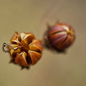 Crape Myrtle Nut Macro by Iris Holzer Richardson