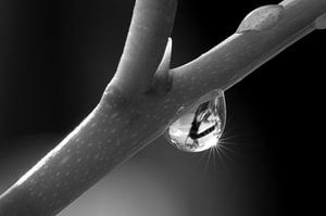 Water drop in Italy von Leon Doorn