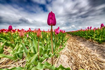 Purple Tulips 2020 B by Alex Hiemstra