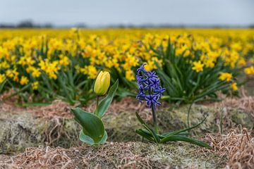 Noordwijk - Tulipe et jacinthe devant un champ de jonquilles (0106)