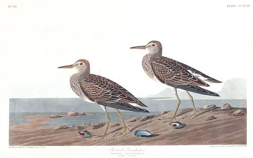 Gestreepte Strandloper