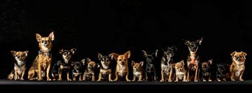 groepsfoto van chihuahua's van Egon Zitter