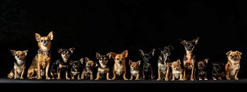 group photo of chihuahua's