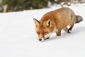 Vos in de sneeuw van Menno Schaefer