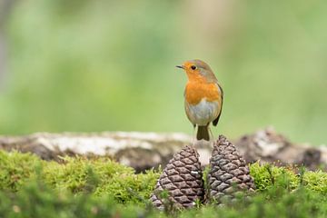 roodborst van willem de graaf