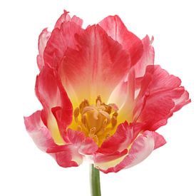 Tulip 'Pink Delight' by Paul Heijmink