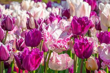 Purple and Pink Perfection van Ingrid de Vos - Boom