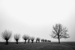 Rangée d'arbres dans la brume