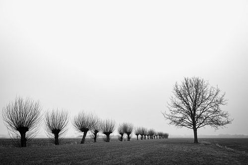 Row of trees in the mist