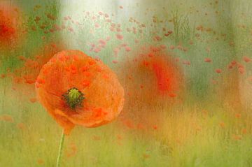 Poppy fantasy ( fotobewerking van een close-up van klaprozen en een veld met klaprozen) van Birgitte Bergman