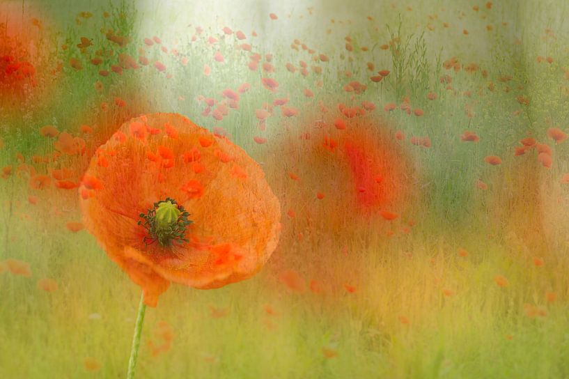 Poppy fantasy ( photo adaptation of a close-up of poppies and a field of poppies) by Birgitte Bergman