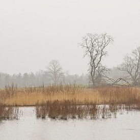 Mistig moeraslandschap in het Bourgoyen natuurreservaat, Gent, Belgie van Kristof Lauwers