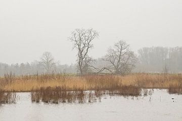 Misty marsh landscape in the Bourgoyen nature reserve, Ghent, Belgium