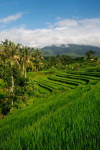 Rijstveld in Jatiluwih, Bali van Ellis Peeters