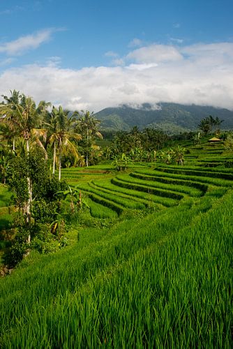 Rice field in Jatiluwih, Bali
