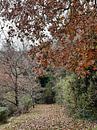 Winter Solstice Colour by Dorothy Berry-Lound thumbnail