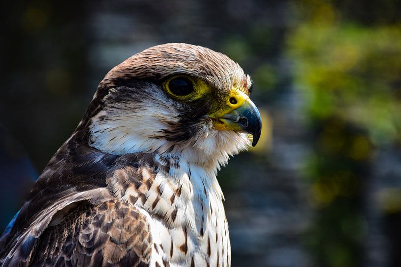 Eagle in Roche-en-Ardenne by Ingrid de Vos - Boom