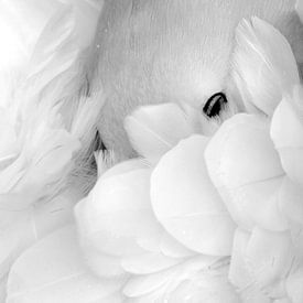 Close-up van een slapende Jan-van-Gent in zwart-wit van AGAMI Photo Agency