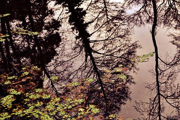 Boomreflectie in het water - het samenspel van de natuur
