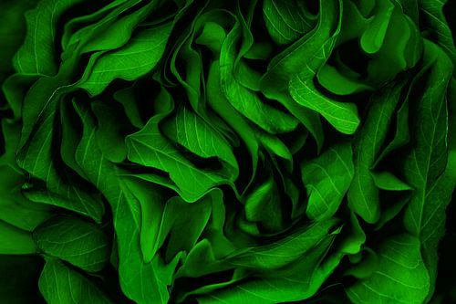 Smaragdgroen gebladerte