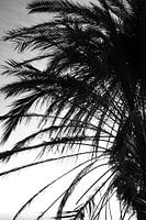Palm tree black white