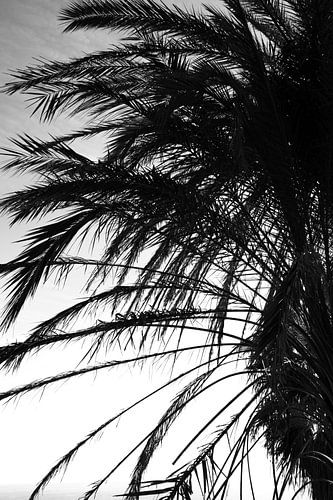 Palme schwarz weiss