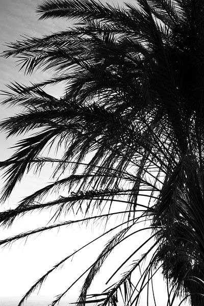 Palm tree black white by Bianca ter Riet