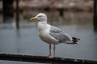 Möwe sitzt im Hafen von Warnemünde