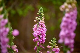 Flowering Thimbleweed