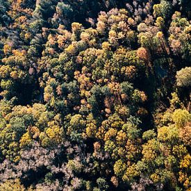 Herbstwald von oben von Roel Timmermans