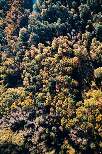 Forêt d'automne vue d'en haut sur Roel Timmermans