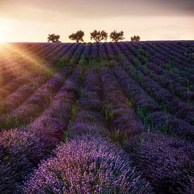 Bomen in een lavendelveld in Zuid-Frankrijk. van Voss Fine Art Fotografie