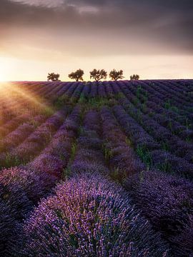 Bomen in een lavendelveld in Zuid-Frankrijk. van Voss Fine Art Fotografie