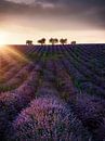 Arbres dans un champ de lavande dans le sud de la France. par Voss Fine Art Fotografie Aperçu