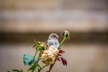 Sparrow by Luis Emilio Villegas Amador