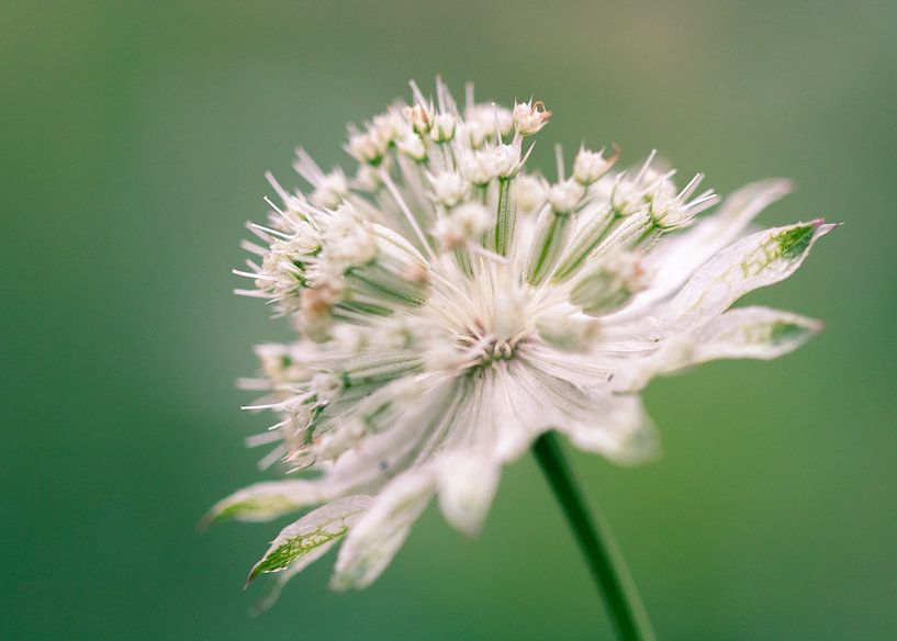 Witte bloem van Mirjam Brozius