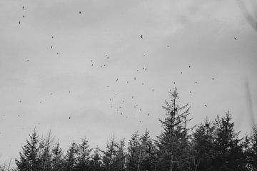 Überfliegende Vögel in Schottland von Holly Klein Oonk