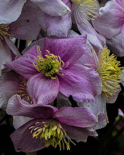 Clematis Montana 'Pink Perfection' - Bosrank roze