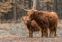 Scottish highlander with calf