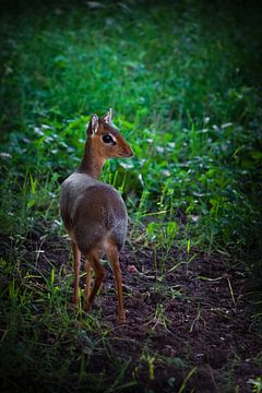 Im Smaragdgras ist Kirk's Dik-Dik - eine kleine, in Ostafrika heimische Antilope auf grünem Hintergr von Michael Semenov