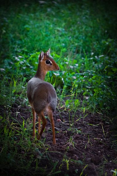 Im Smaragdgras ist Kirk's Dik-Dik - eine kleine, in Ostafrika heimische Antilope auf grünem Hintergr von Michael Semenov