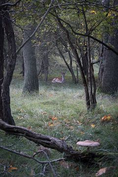 Deer in the autumn forest by Jolanda van Straaten