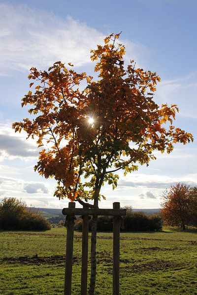 Boom in herfst met tegenlicht van Martin Flechsig