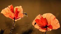 Illuminated poppies by Tvurk Photography thumbnail