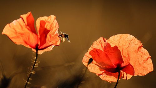 Beleuchteter Mohnblumen