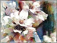 Kirschblüten 01