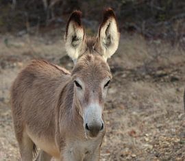 Wild ass on Bonaire. by Silvia Weenink