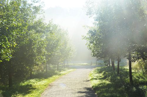 Ochtendlicht